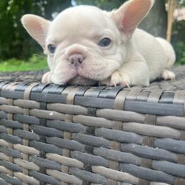 French Bulldog Puppies from Cocoskennel