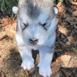 Willow - Gray and white female Alaskan Malamute puppy in Palmyra, Michigan from Illusion Kennel