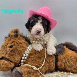 Magnolia - Grey and white female Bernedoodle puppy in Summerville, South Carolina from Channys Doodles