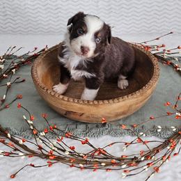 Rally - Red tri-color female Australian Shepherd puppy in Mountain Grove, Missouri from K Bar H Farms