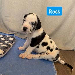 Ross Geller - Harlequin male Great Dane puppy in Howe, Texas from Bright Danes of Texas