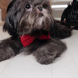 Keith - Silver male Shih Tzu puppy in San Tan Valley, Arizona from Pretty Paws Shih Tzu's