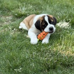 Companion Cross and Saint Bernard Puppies from Coleman Saint Bernards of Ohio