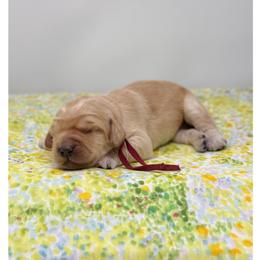 Manzanilla - Apricot female Australian Labradoodle puppy in Sacramento, California from Little Farmstead Labradoodles