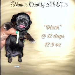 Vixen - Black and white female Shih Tzu puppy in Sacramento, California from NANA’S  QUALITY SHIH TZU'S