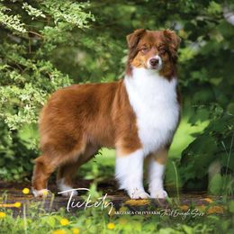 Tickety - Australian Shepherd