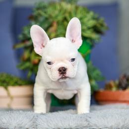 'Snow White' Cocoa and tan pied female - White female French Bulldog puppy in Gulf Breeze, Florida from SW Frenchies