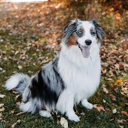 Australian Shepherd and German Shepherd All Grown Up from Birch Haus