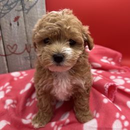 Cockapoo, Cocker Spaniel, Goldendoodle, and Maltipoo Puppies from Loris Pampered Pooches💕