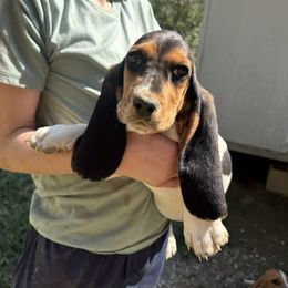 Girl 2 - Black brown and white female Basset Hound puppy in Letcher, Kentucky from Hackers Appalachian Basset Hounds