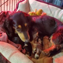 Jayla - Dachshund