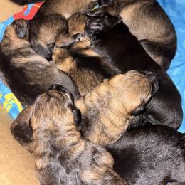 German Shepherd Puppies from WildHaven Shepherd