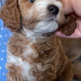 Goldendoodle All Grown Up from Scherrer Sweet Goldendoodles