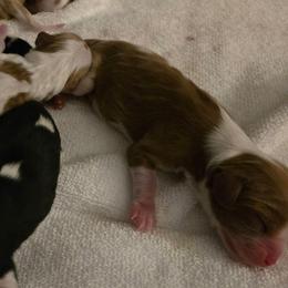 Blenheim boy 1 - Blenheim male Cavalier King Charles Spaniel puppy in Meridian, Idaho from Reflection Cavaliers