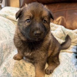 Brownee - Sable female German Shepherd puppy in Ashland, Alabama from CzechDDR