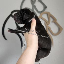 Grey Collar - Black female Great Dane puppy in Alton, Illinois from Show Me Great Danes and Basset Hounds