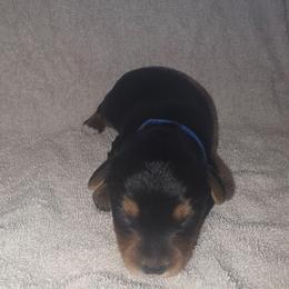 Blue Boy - Black and tan male Yorkshire Terrier puppy in St. Louis, Missouri from Yorkieville - Shih Tzu Nation