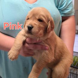 Pink - Golden female Golden Retriever puppy in Taylor Ridge, Illinois from Salata Goldens