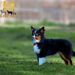 Miri - Miniature American Shepherd