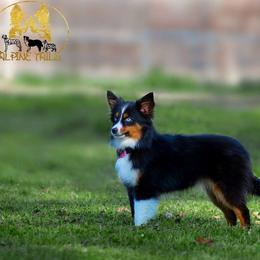 Miri - Miniature American Shepherd