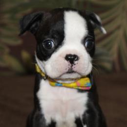 Zola - Black brindle and white female Boston Terrier puppy in Brooksville, Florida from I Love Pups