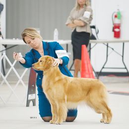 Golden Retrievers from TopSpin Goldens