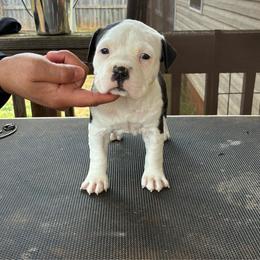 Jenga - Blue female American Staffordshire Terrier puppy in Byron, Georgia from Lelani