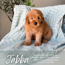 Jabba - Red male Bernedoodle puppy in South Jordan, Utah from Wonderful World Doodles