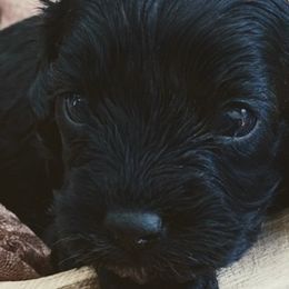 Cavalier King Charles Spaniels and Cavapoos from Middle Creek Ranch