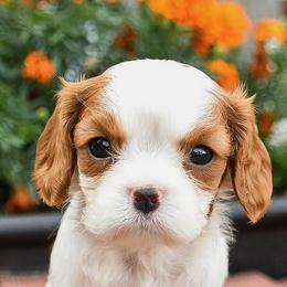 Bryce - Blenheim male Cavalier King Charles Spaniel puppy in West Sacramento, California from Autumn Nightz Cavaliers