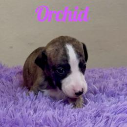 Girl 4 - Fawn brindle female Whippet puppy in Brooksville, Florida from Phasion Whippets Kimberly & Paul Norton Sr.