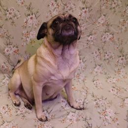 Tini - Pug