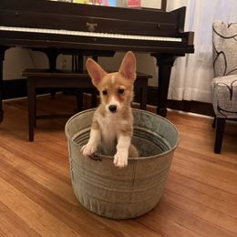 Azalea - Red female Pembroke Welsh Corgi puppy in Darlington, Wisconsin from D&D P.W.Corgi's