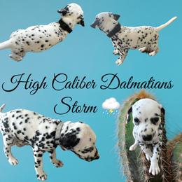 Storm /black collar boy - White and black Dalmatian puppy in Pocatello, Idaho from High Caliber Dalmatians