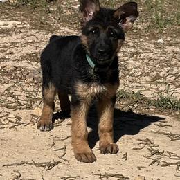 Green Girl - Black and red female German Shepherd puppy in Green Forest, Arkansas from Green Forest German Shepherds