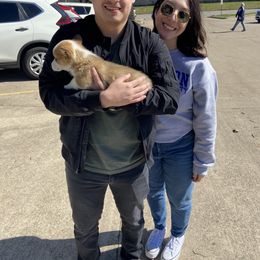 Pembroke Welsh Corgi Puppies from Loves Classic Corgis