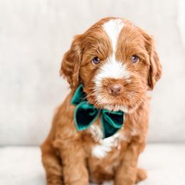 Boy 1 - Caramel red male Australian Labradoodle puppy in Miami, Florida from Miami Australian Labradoodles