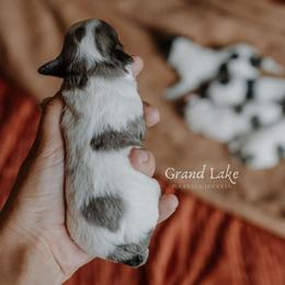 Aster - Merle female Schnoodle puppy in Grove, Oklahoma from Grand Lake Poodles & Doodles