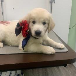 Sparky - Light golden male Golden Retriever puppy in Palatka, Florida from Mother of Pearl English Creams