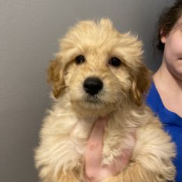 Gabby - Apricot female Aussiedoodle puppy in Columbia, Kentucky from Burton's Precious Doodles