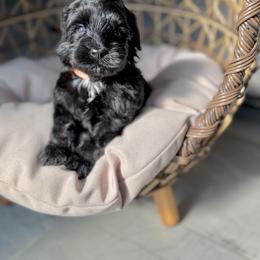 Gunner - Black male Australian Labradoodle puppy in Calhoun, Louisiana from Arrowhead Australian Labradoodles