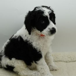 Poodle Puppies from Furball Forest Poodles