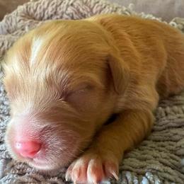 Cavapoo puppies from Sunburst Doodles