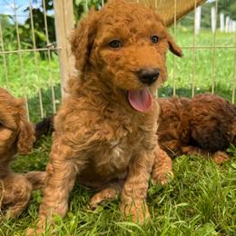 Gouda - Gold male Bordoodle puppy in Canfield, Ohio from Poo's Doo's & Inu's