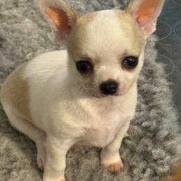 Tater - Fawn and white male Chihuahua puppy in Louisa, Virginia from Keljim's Chihuahuas