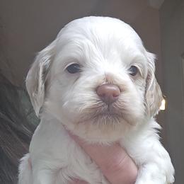Dark Green Male - Cream male Cockapoo puppy in Mocksville, North Carolina from Hunting Creek Farms