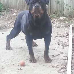 Rottweiler All Grown Up from Vangard's Rottweilers