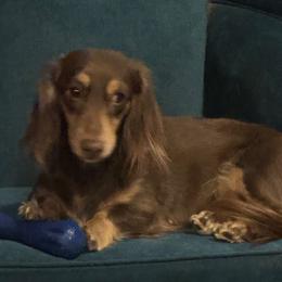 Loretta - Dachshund