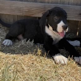 Biggie - Mantle male Great Dane puppy in Tehachapi, California from Doxies and Danes