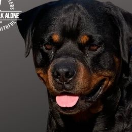 Gunny - Rottweiler
